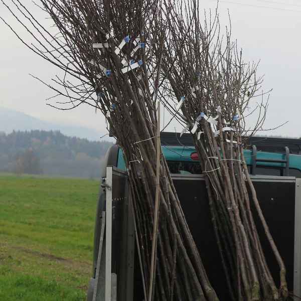 Stromky jsou připraveny