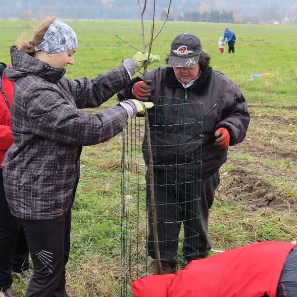 Výsadba stromků