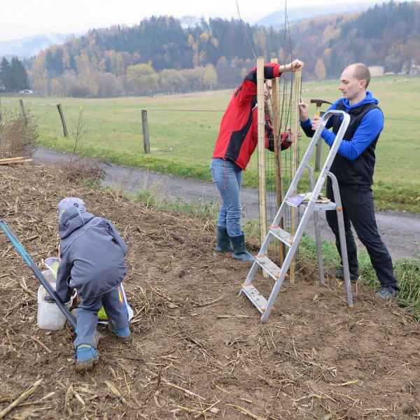 Výsadba stromů